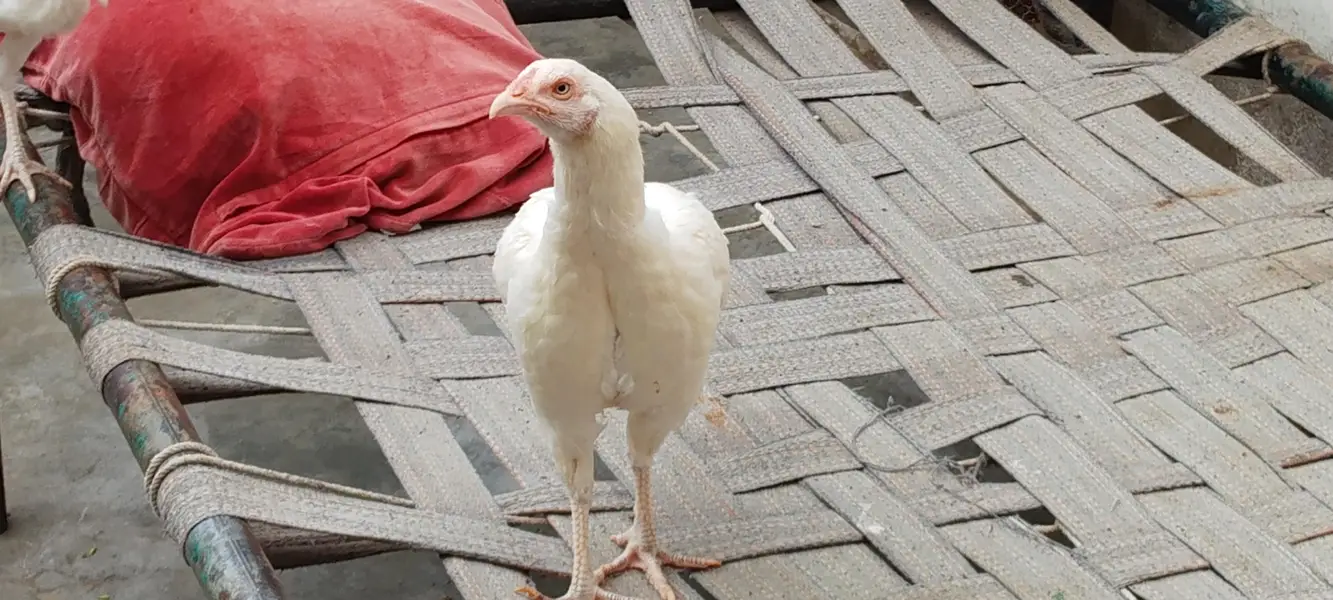 paper white aseel Heera chicks — photo 6