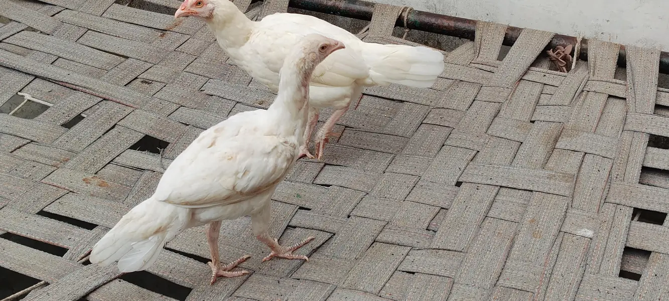 paper white aseel Heera chicks — photo 7