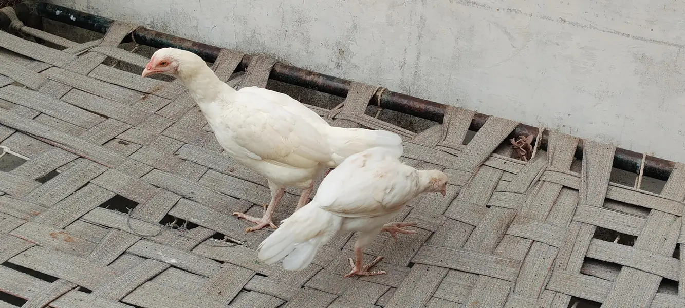 paper white aseel Heera chicks — photo 11
