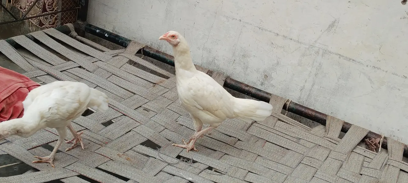 paper white aseel Heera chicks — photo 12