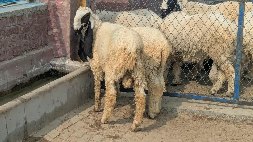 Thalli Sheep (Chatra) for sale — photo 2