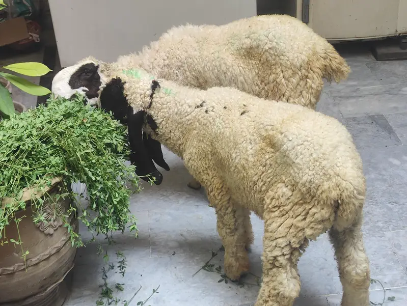 Thalli Sheep (Chatra) for sale — photo 3