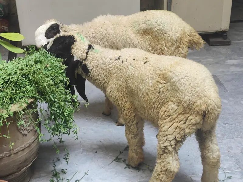 Thalli Sheep (Chatra) for sale — photo 4