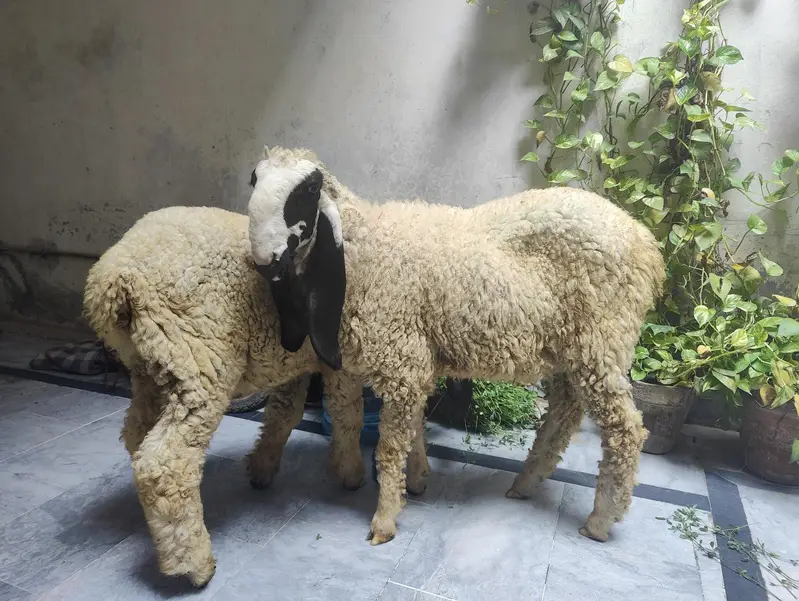 Thalli Sheep (Chatra) for sale — photo 5