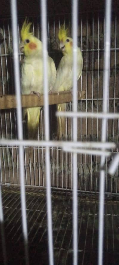 03117246019 Granty breeder pairs available my number 03117246019
