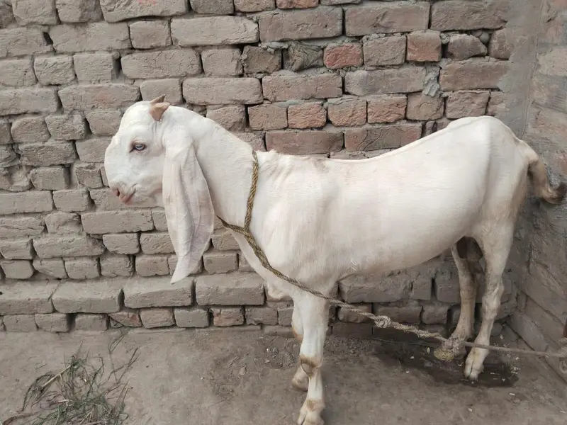 desi Bakra for Sale Call 03490704921 — photo 3
