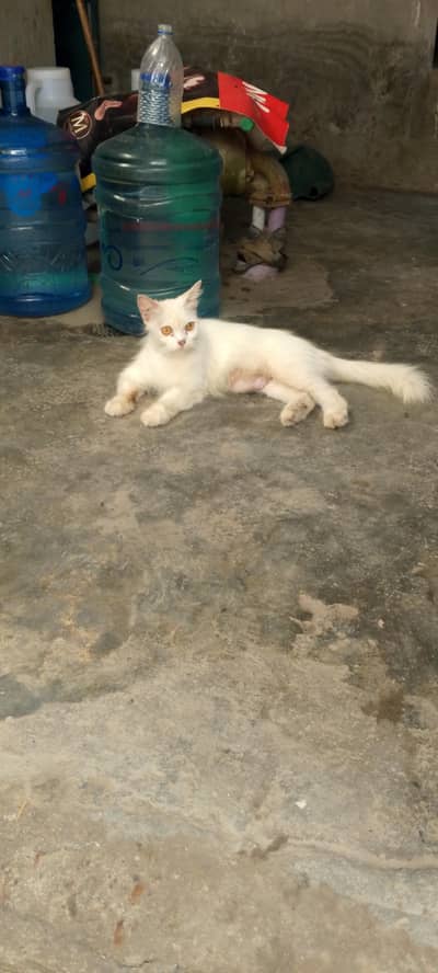Persian cat baby