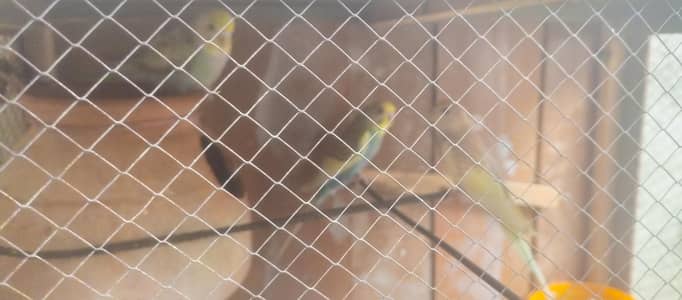bajri parrot 