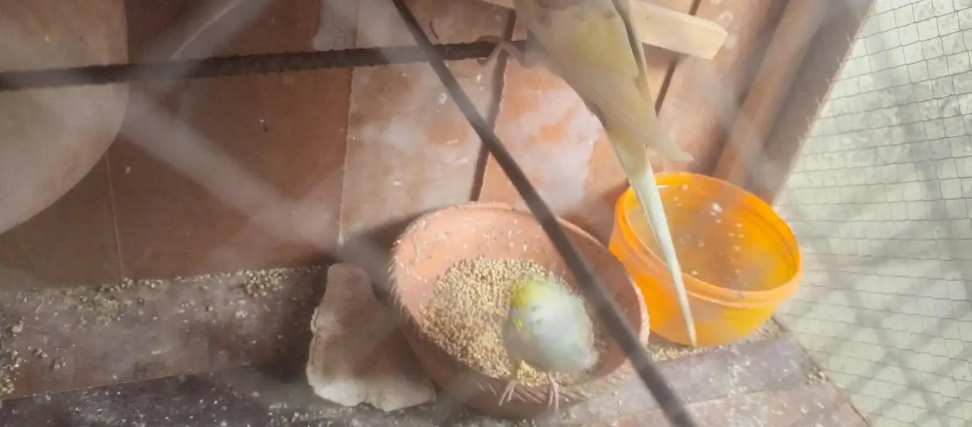 bajri parrot — photo 2