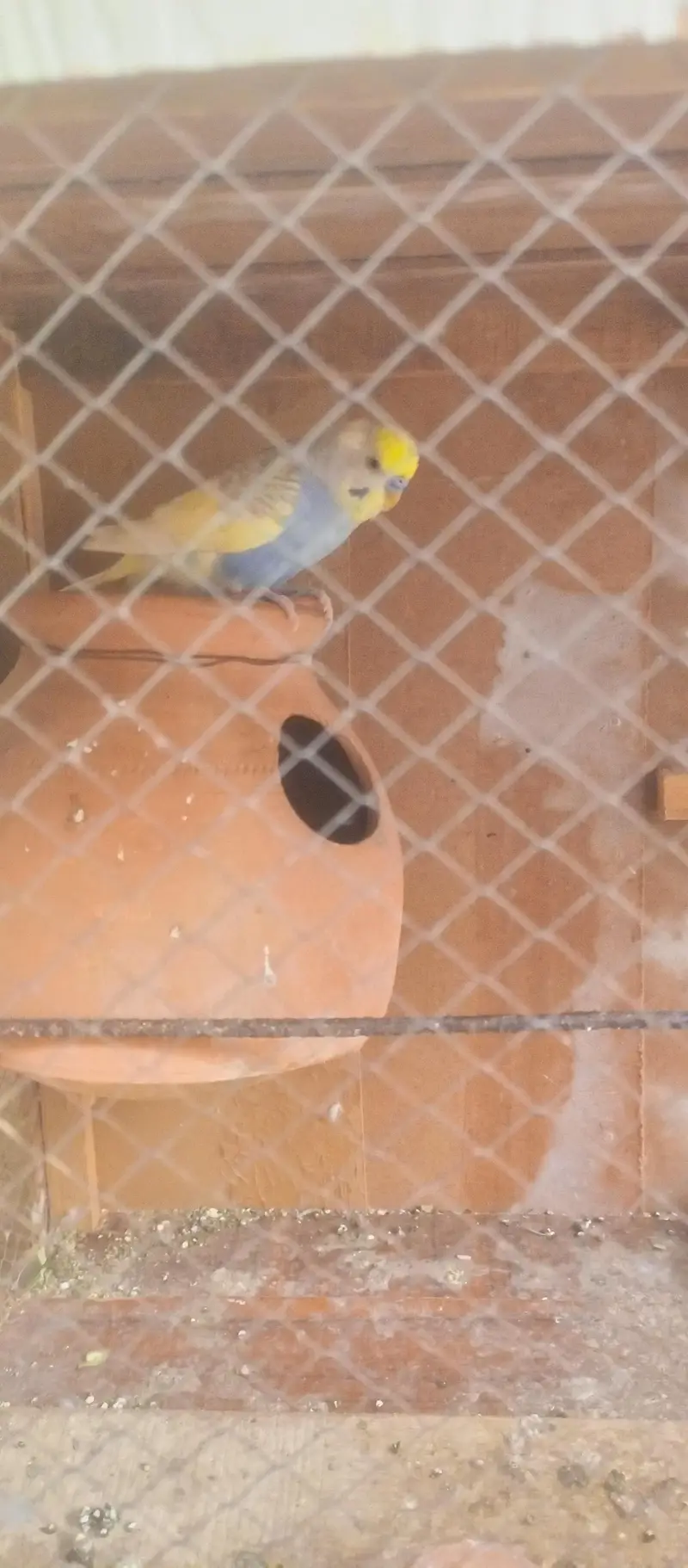 bajri parrot — photo 3