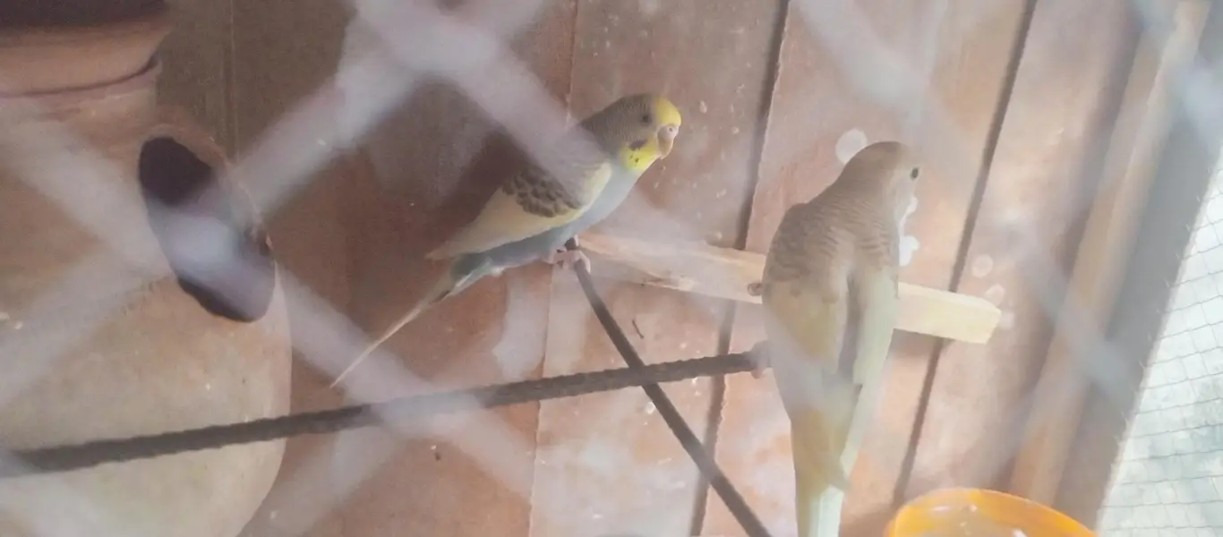 bajri parrot — photo 5