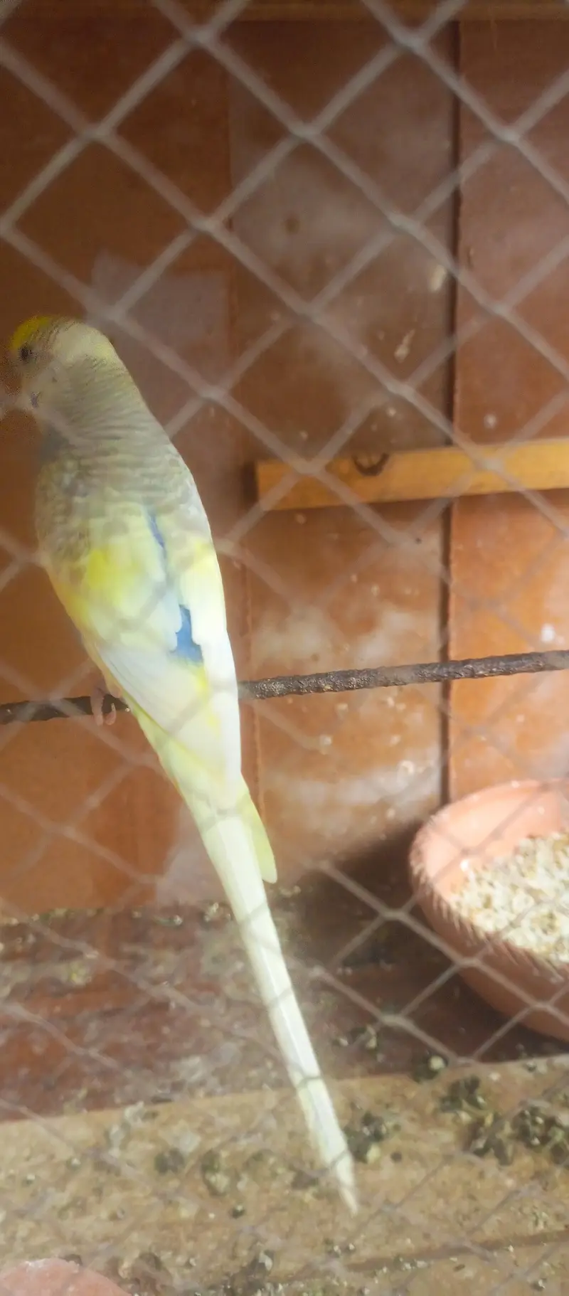 bajri parrot — photo 6