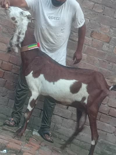 nagra dabi gaban phat sale