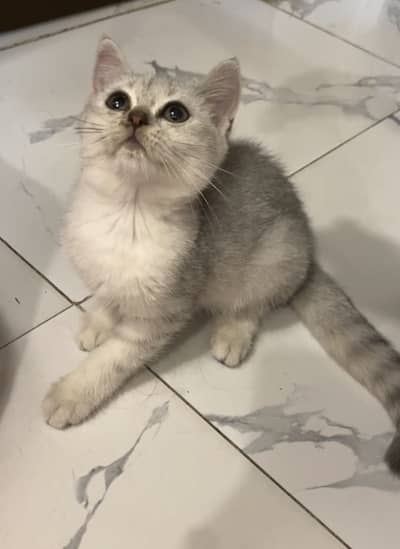 British Shorthair Smokey Grey Kitten