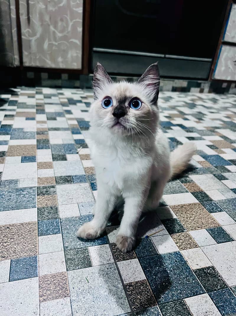 adoption cat 0