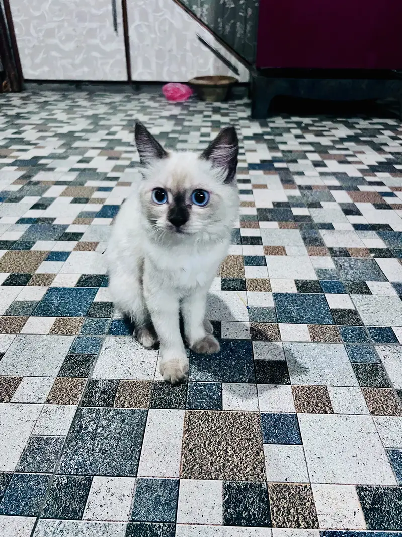 adoption cat — photo 2
