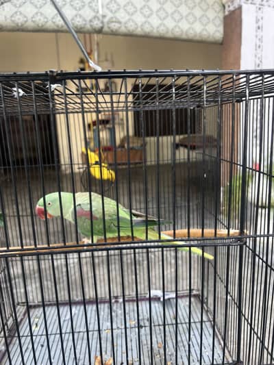Discount price parrot