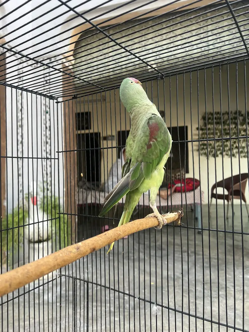 Discount price parrot — photo 2