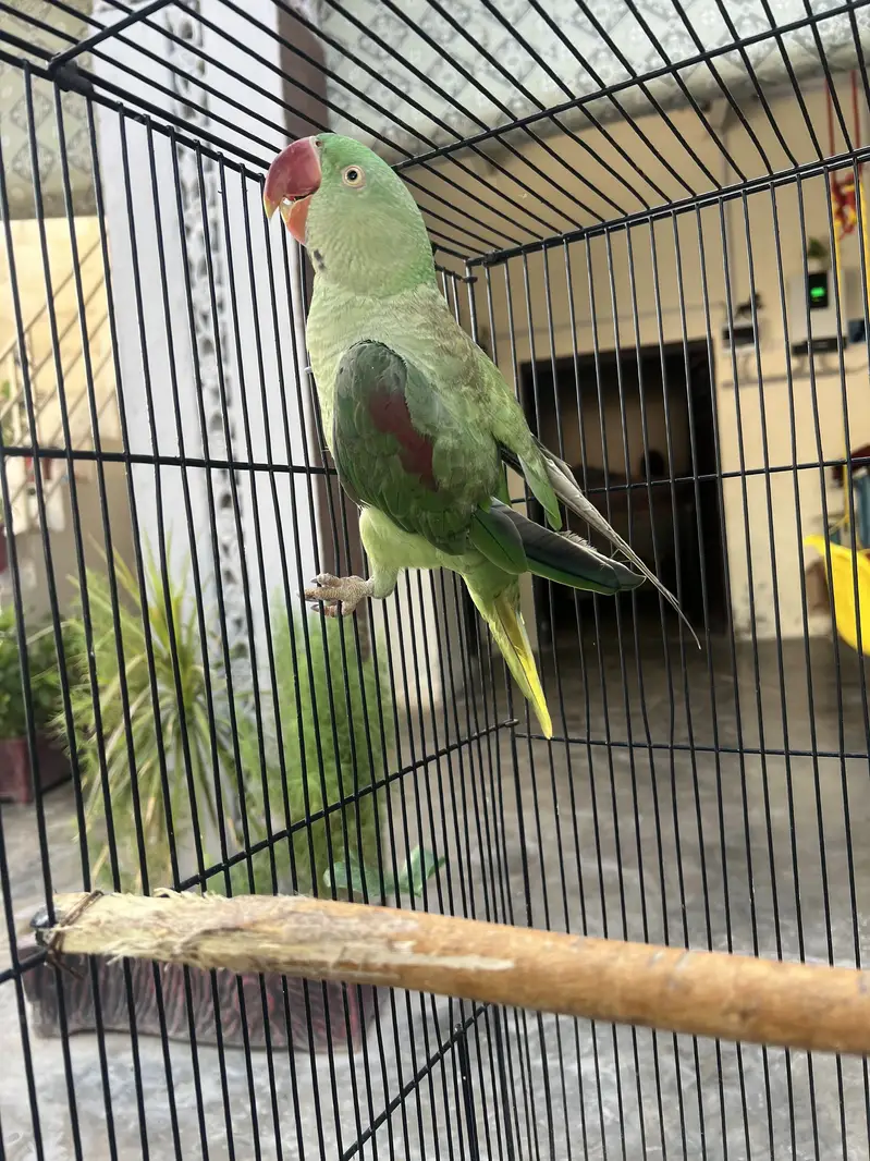 Discount price parrot — photo 3
