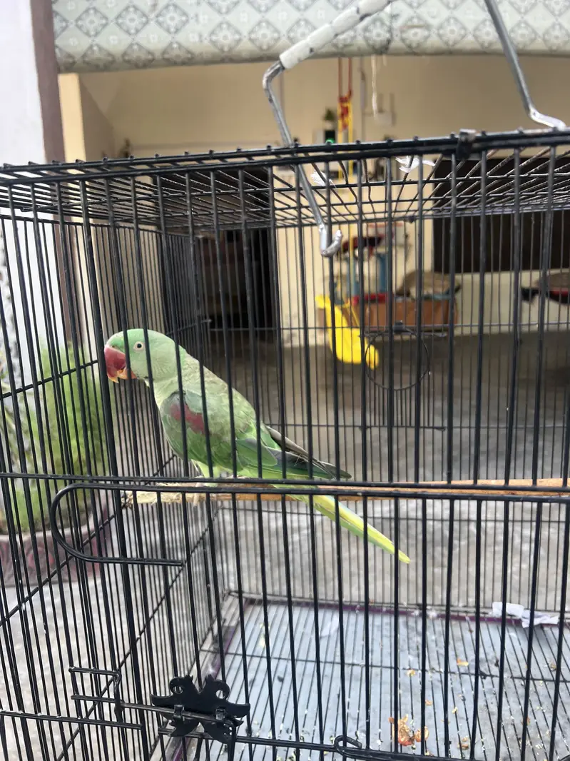 Discount price parrot — photo 4