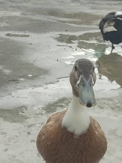 Healthy Duck pair for sale
