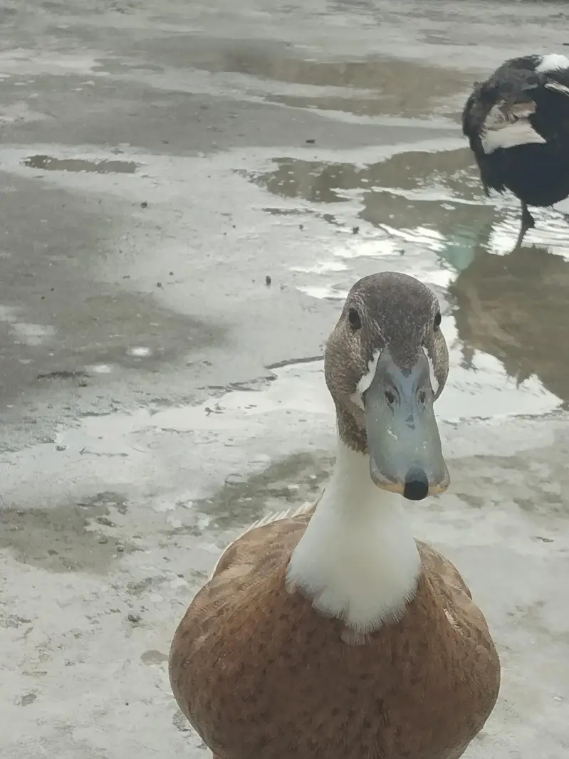 Healthy Duck pair for sale