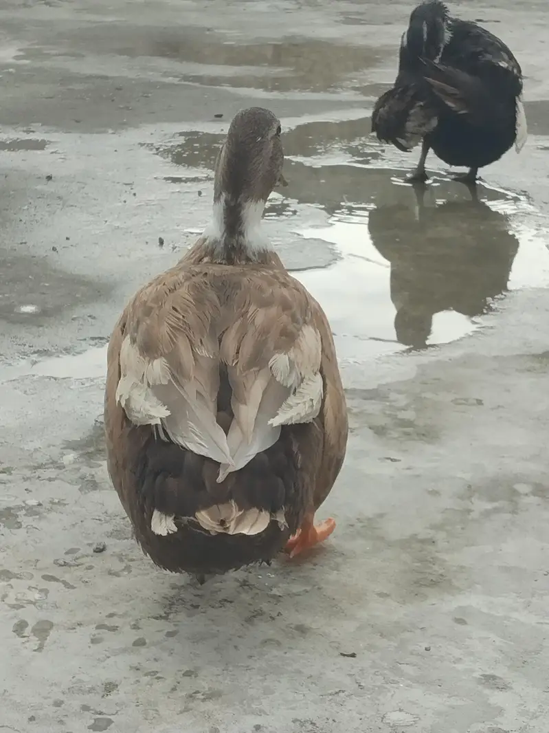 Healthy Duck pair for sale — photo 2