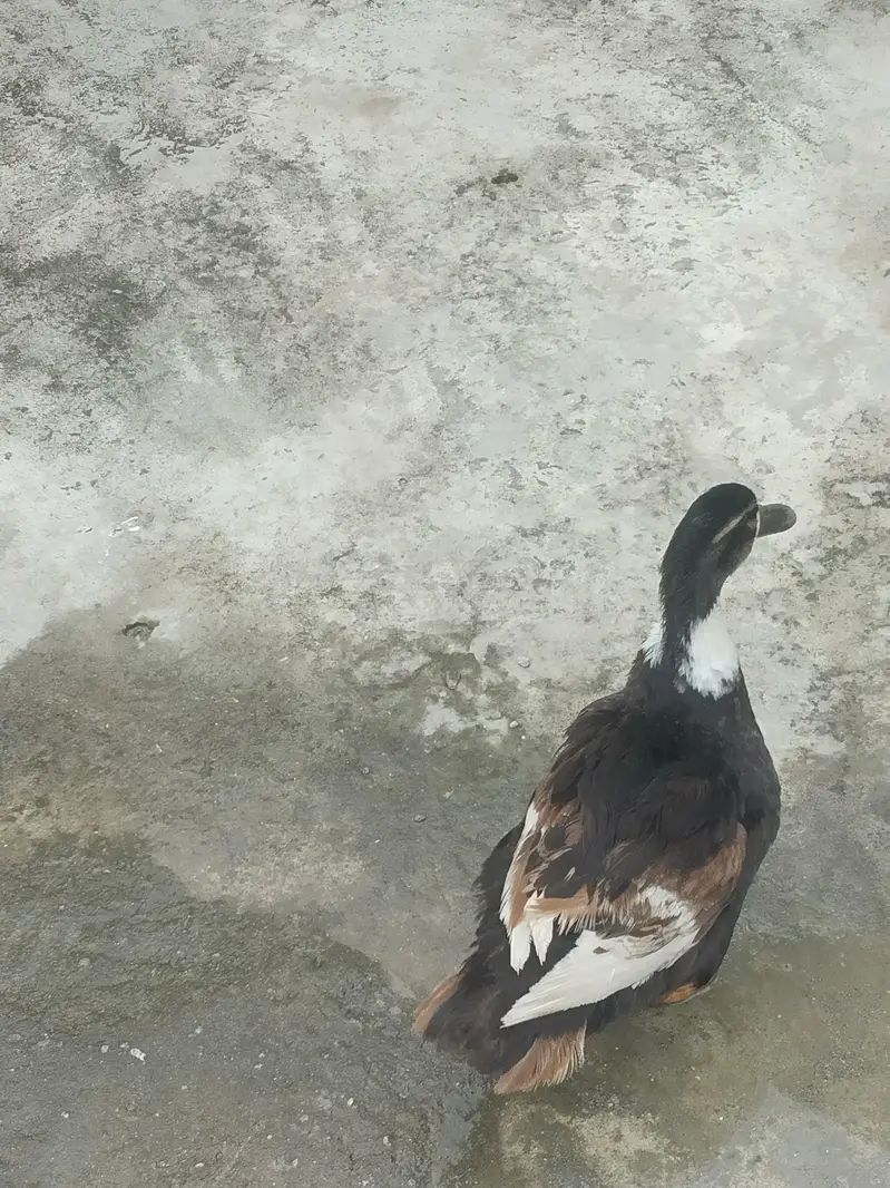 Healthy Duck pair for sale — photo 3