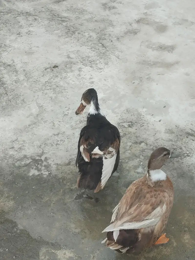 Healthy Duck pair for sale — photo 4