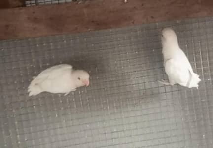 love birds for sale