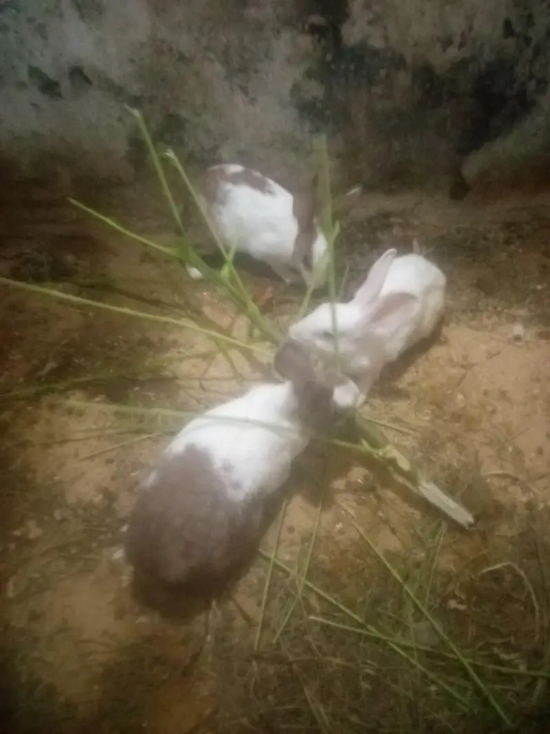 white red eyes and breader pairs heldi active — photo 2