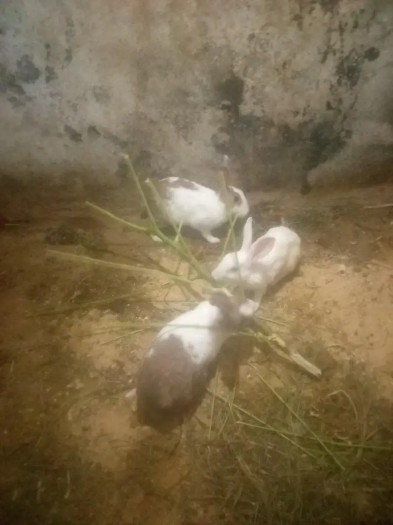 white red eyes and breader pairs heldi active — photo 4