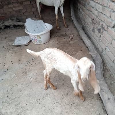 best quality and best animal