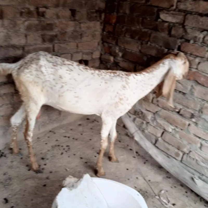 best quality and best animal — photo 2