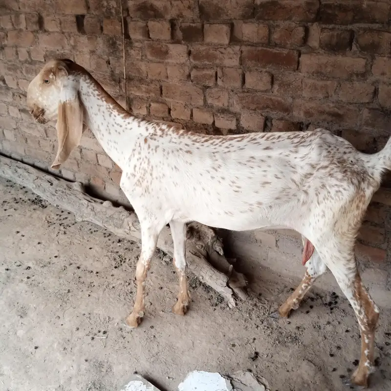 best quality and best animal — photo 3