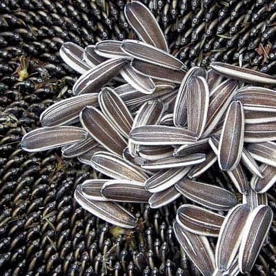 Soybean & Sunflower Seeds 