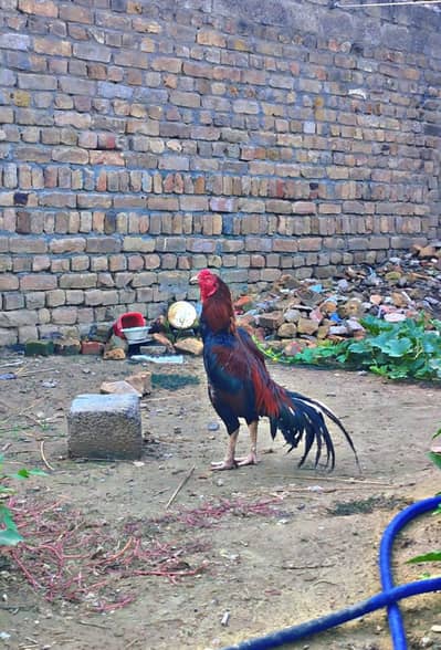 Aseel mianwali for sale no exchange