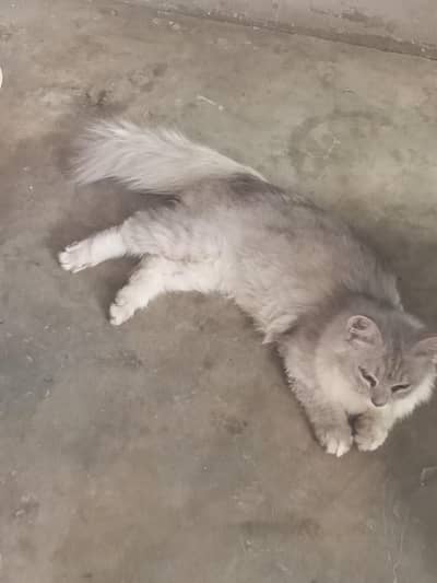 fairy cat nam