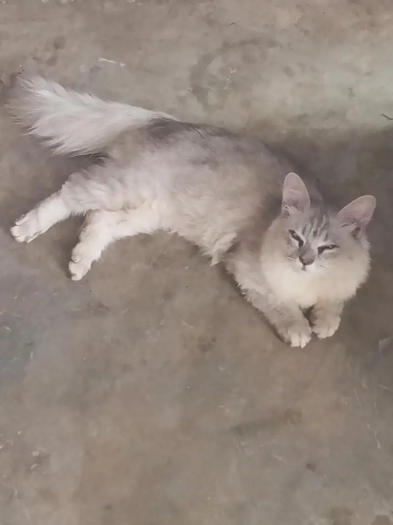fairy cat nam — photo 2