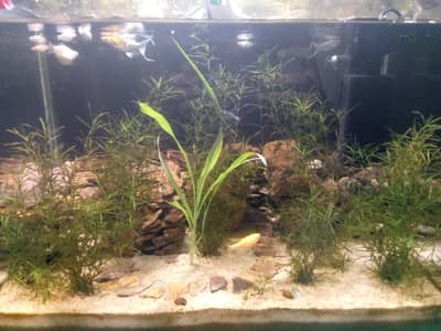 aquriam live plant guppy grass