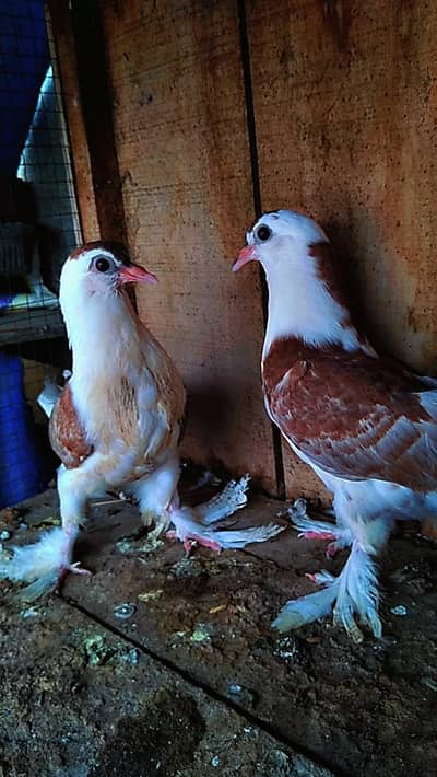 Shirazi Pigeon Pair for Sale