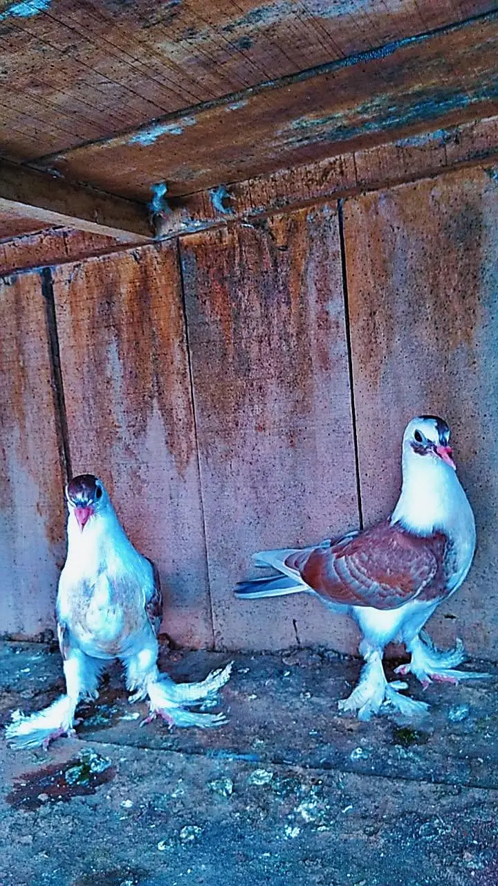 Shirazi Pigeon Pair for Sale — photo 2