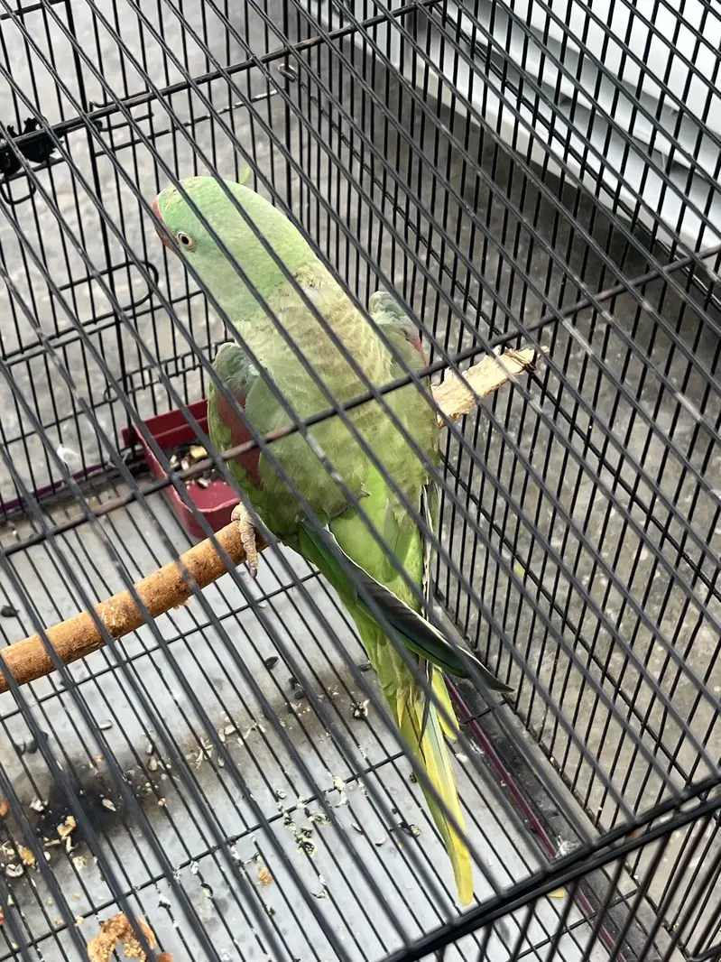 Discount price parrot — photo 5