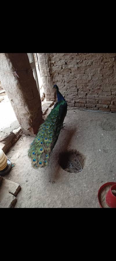Peacock