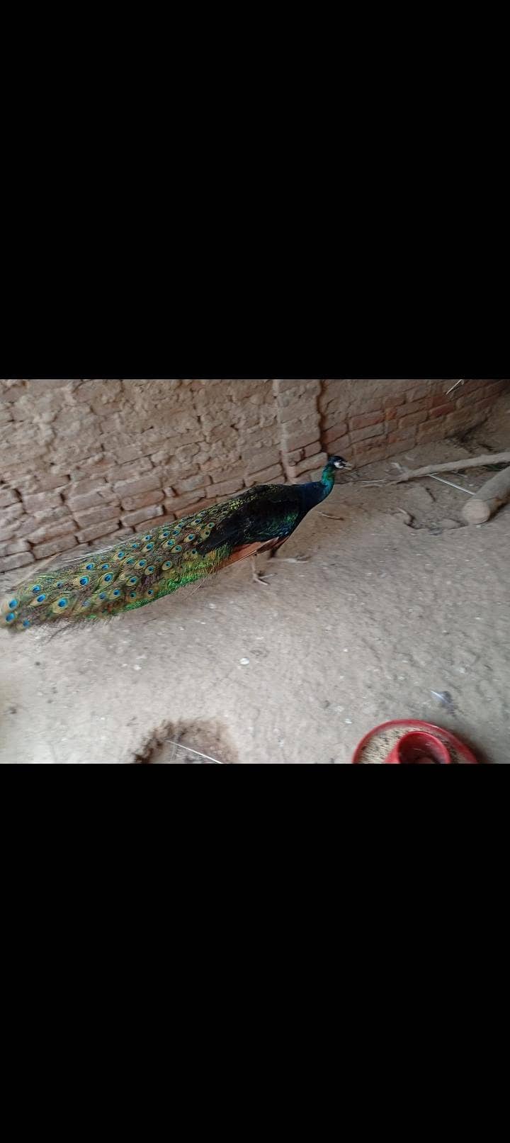 Peacock 1