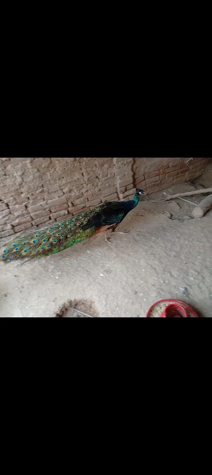Peacock — photo 2
