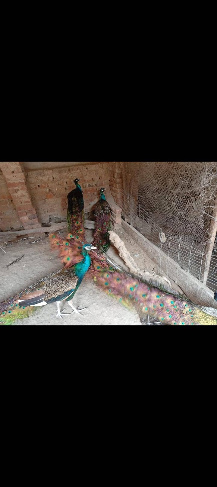 Peacock 2