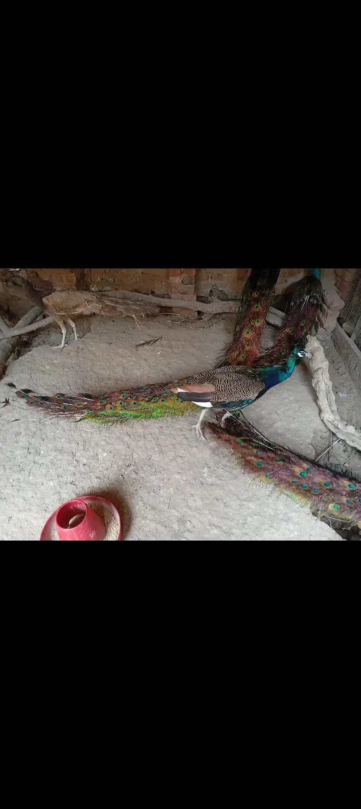 Peacock — photo 4