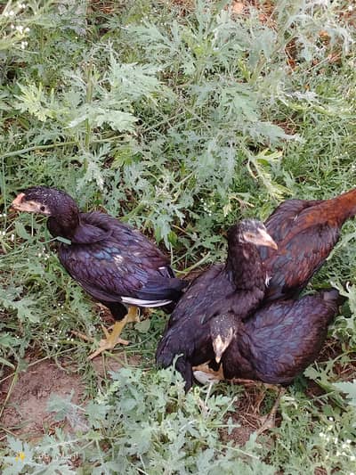 active aseel mianwali hens for sale in  jaranwala