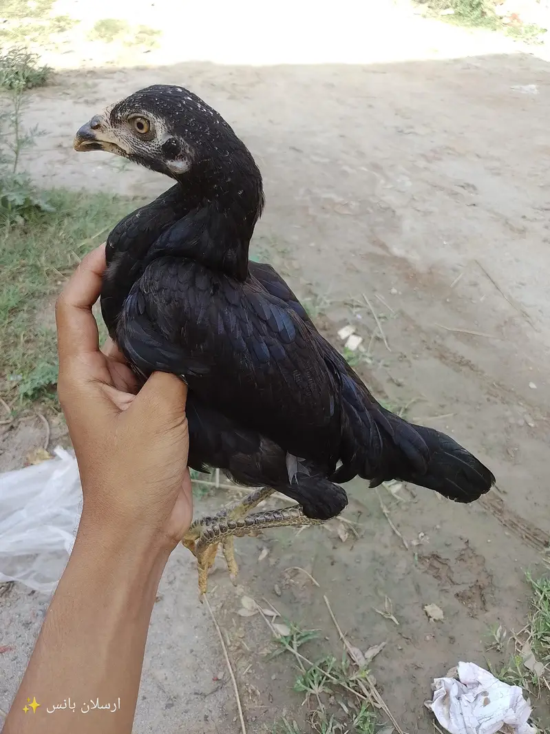 active aseel mianwali hens for sale in  jaranwala — photo 2